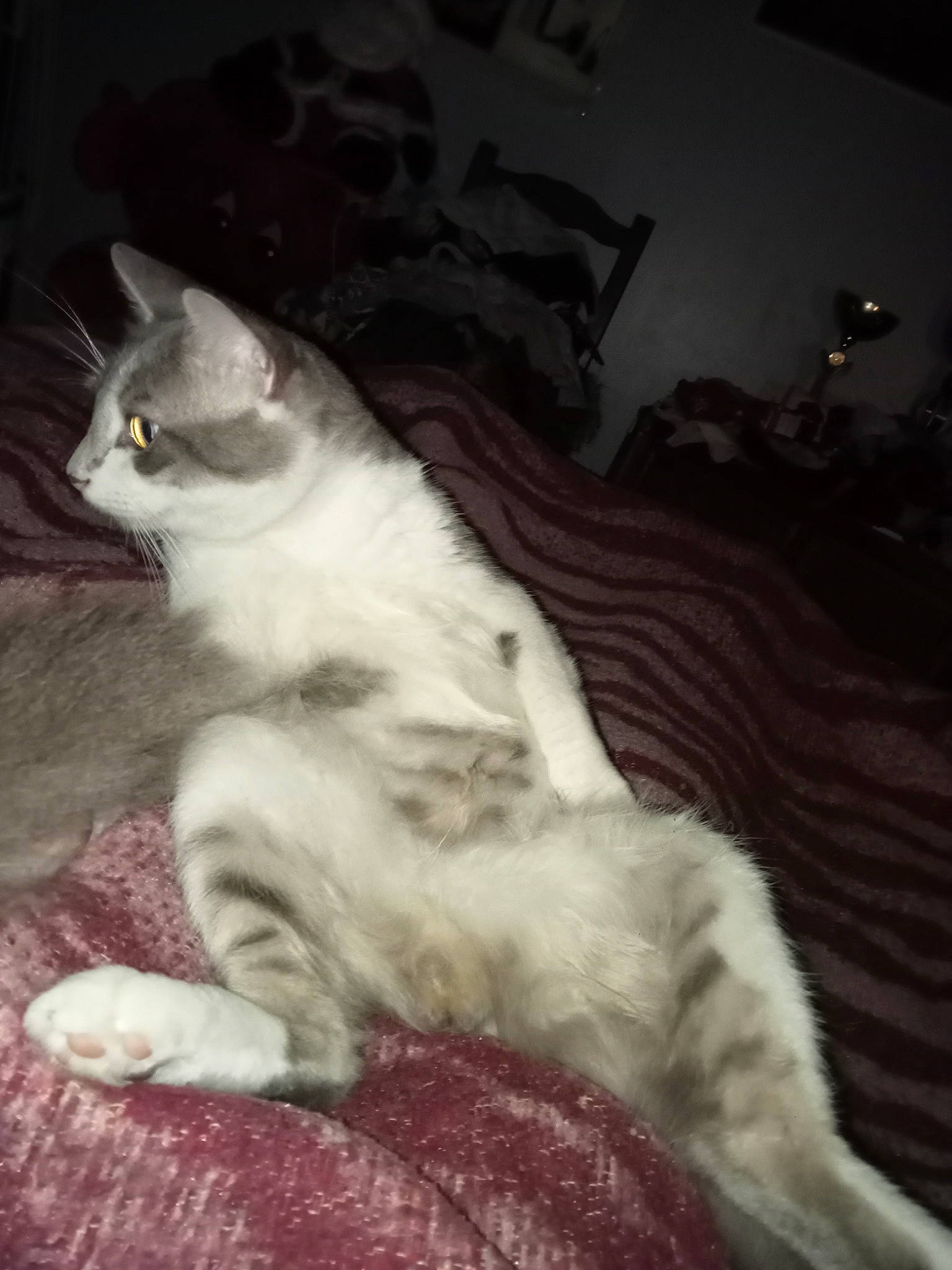 Titi a rejoint le concours — aidez-le/la à gagner de superbes lots ! carnivore, cat, claw, comfort, darkness, domestic_short_haired_cat, felidae, fur, grey, paw, sitting, small_to_medium_sized_cats, tail, whiskers, window