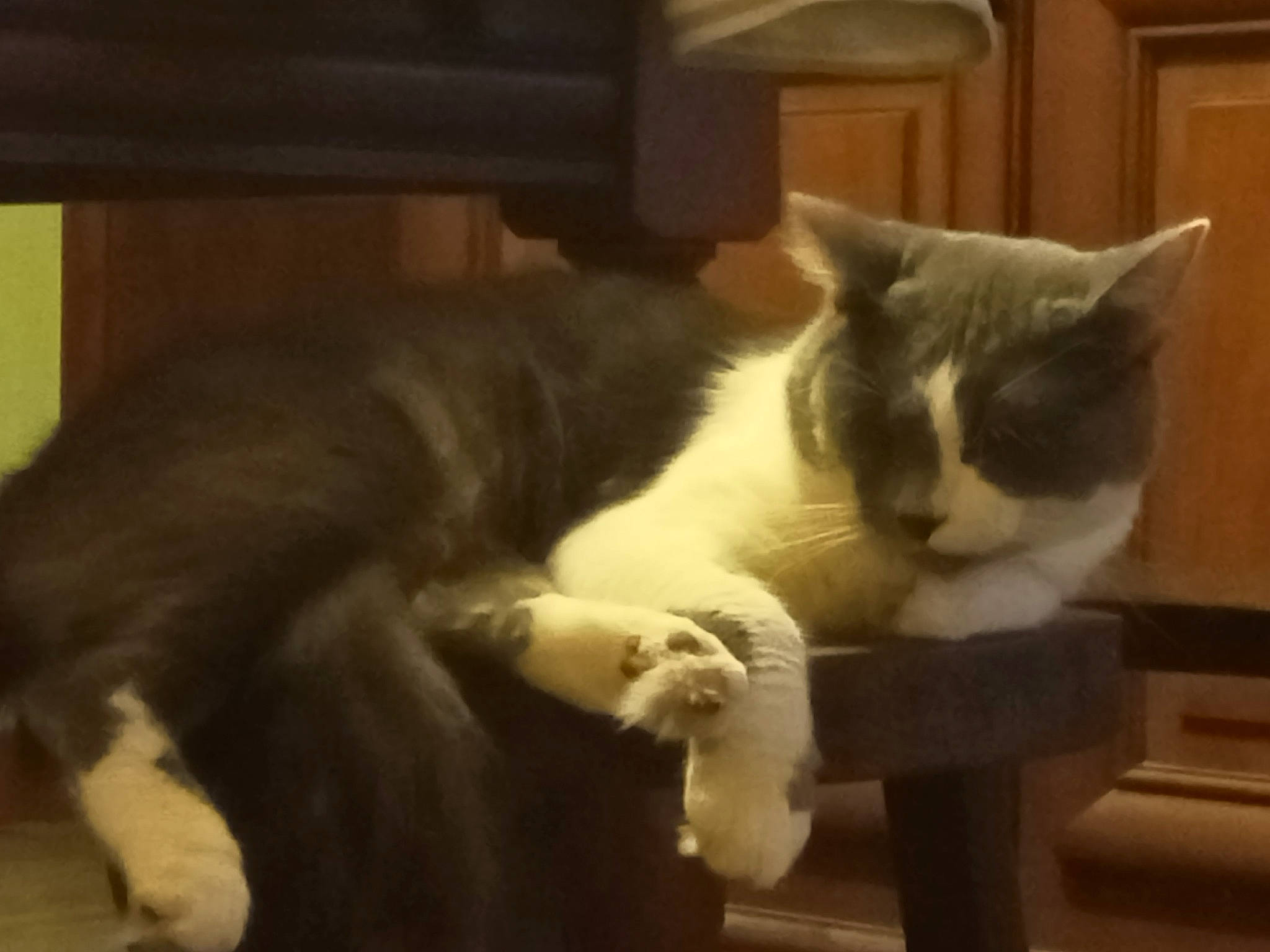 Tartare participe au concours pour gagner de l'argent avec cette photo : carnivore, cat, comfort, domestic_short_haired_cat, felidae, fur, hardwood, paw, room, small_to_medium_sized_cats, tail, whiskers, wood