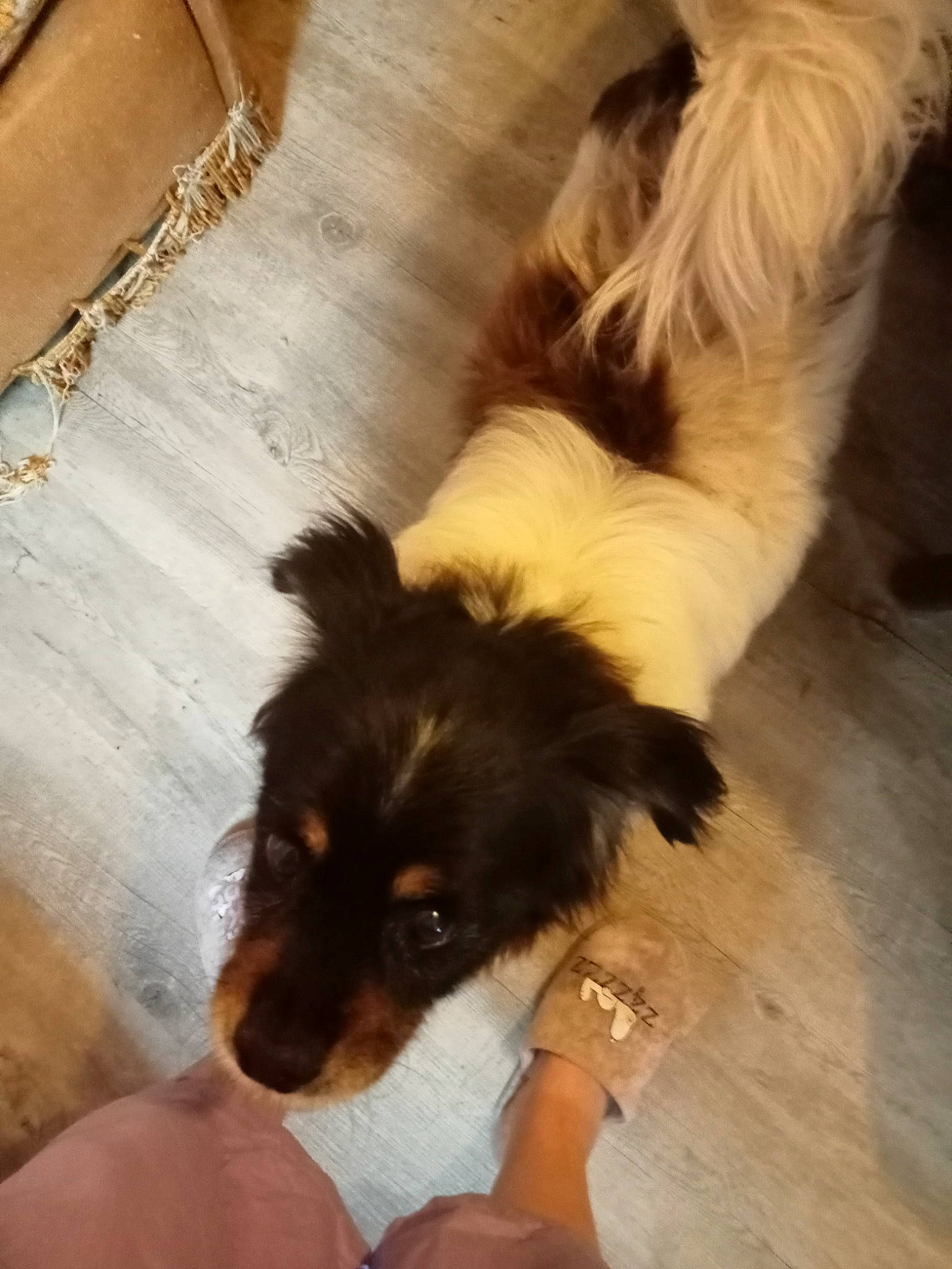 Snoopy a rejoint le concours — aidez-le/la à gagner de superbes lots ! bernese_mountain_dog, canidae, carnivore, companion_dog, dog, dog_breed, fawn, flooring, fur, hardwood, herding_dog, paw, rough_collie, sporting_group, tail, toy_dog, watch, wood, working_animal, working_dog