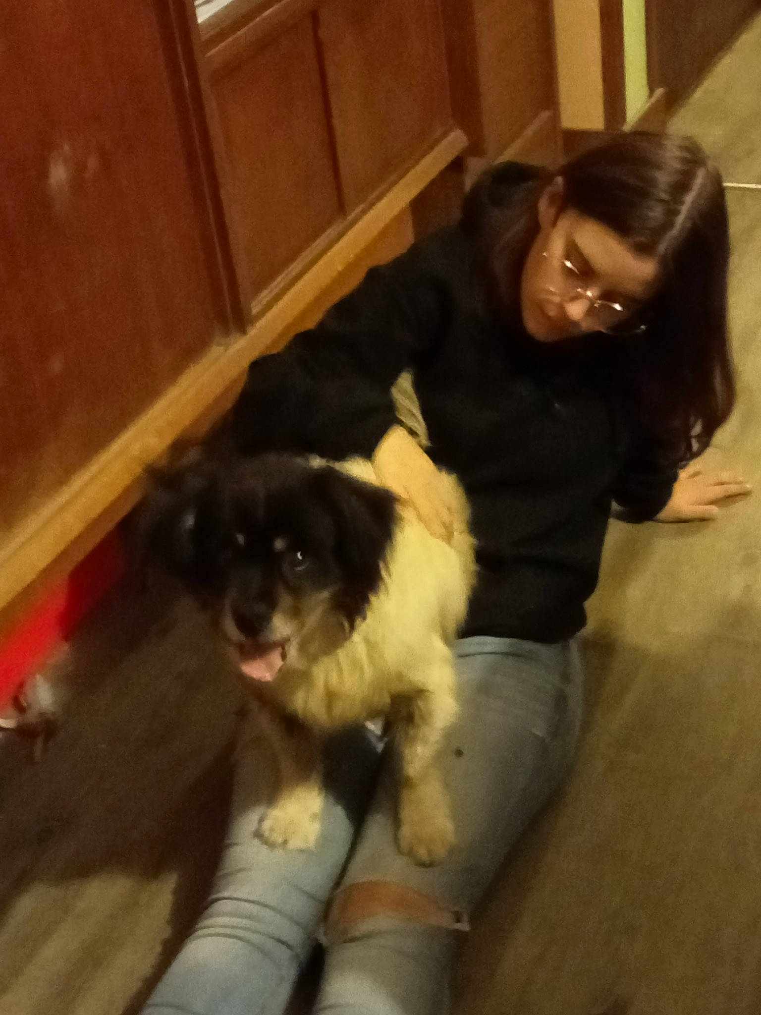 Snoopy participe au concours pour gagner de l'argent avec cette photo : bernese_mountain_dog, cabinetry, canidae, carnivore, comfort, companion_dog, cupboard, dog, dog_breed, flooring, fur, hardwood, herding_dog, non_sporting_group, smile, sporting_group, toy_dog, wood, working_animal, working_dog