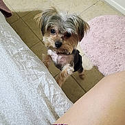 Charlie is registered to the contest to win money with this photo: animal, bathroom, black_clothing, brown_fur, canine, clothing, collar, dog, fluffy, gray_fur, human, indoors, long_hair, looking_up, pet, pink_rug, portrait, small_dog, tile_floor, yorkshire_terrier