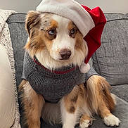 Moose joined the competition — help win amazing prizes! dog, australian_shepherd, santa_hat, sweater, pet, holiday, christmas, blue_eyes, couch, indoors, knit_blanket, fur, cute, portrait, animal, cozy, festive, sitting, canine, holiday_season