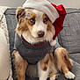 dog, australian_shepherd, santa_hat, sweater, pet, holiday, christmas, blue_eyes, couch, indoors, knit_blanket, fur, cute, portrait, animal, cozy, festive, sitting, canine, holiday_season