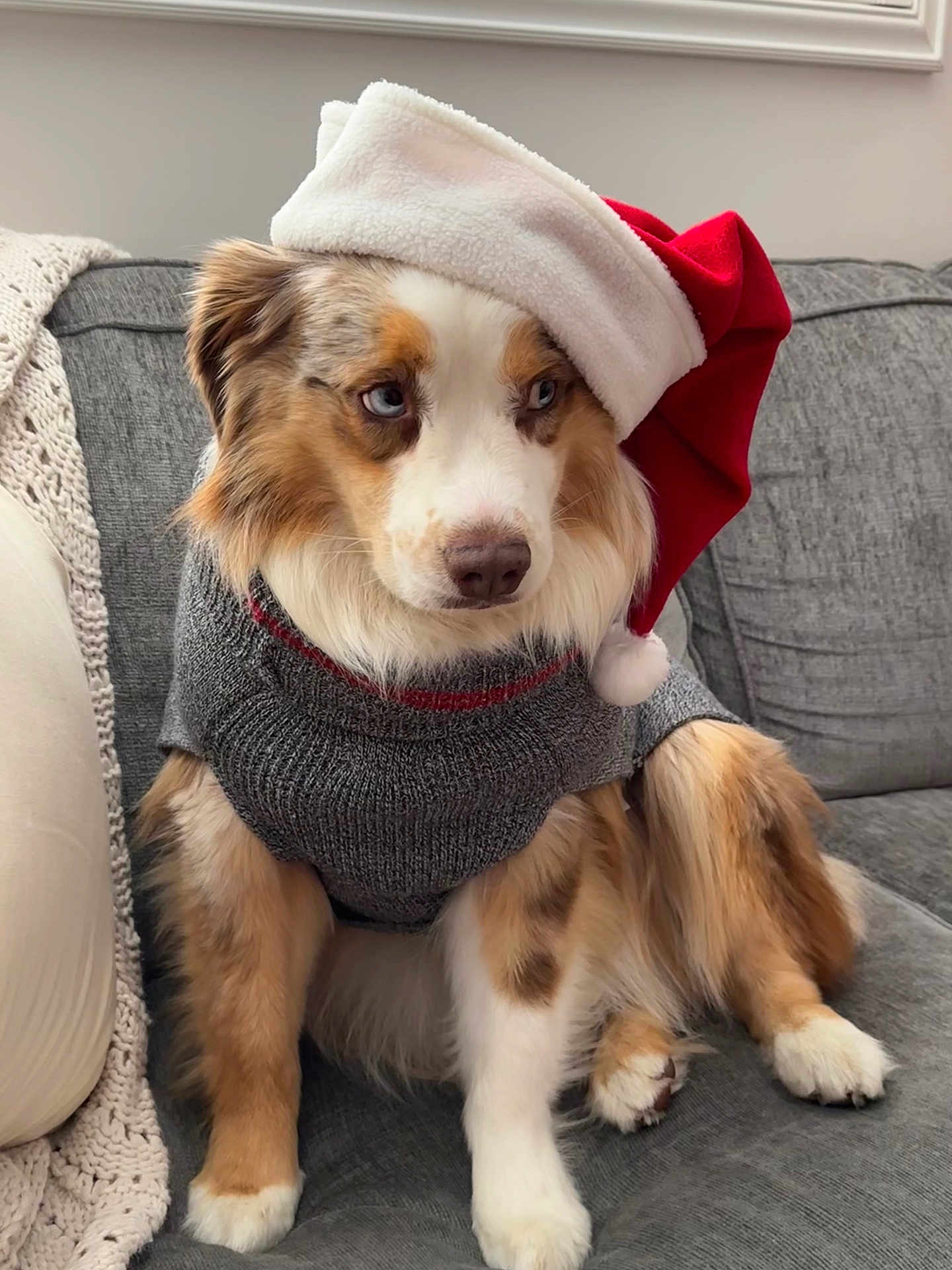 Moose joined the competition — help win amazing prizes! dog, australian_shepherd, santa_hat, sweater, pet, holiday, christmas, blue_eyes, couch, indoors, knit_blanket, fur, cute, portrait, animal, cozy, festive, sitting, canine, holiday_season
