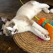 Popolle participe au concours pour gagner de l'argent avec cette photo : animal, art, basket, brush, canine, cat, coffeetable, device, diningtable, furniture, hardwood, homedecor, kitten, modernart, pet, siamese, stainedwood, table, tool, wood