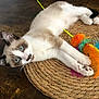 animal, art, basket, brush, canine, cat, coffeetable, device, diningtable, furniture, hardwood, homedecor, kitten, modernart, pet, siamese, stainedwood, table, tool, wood