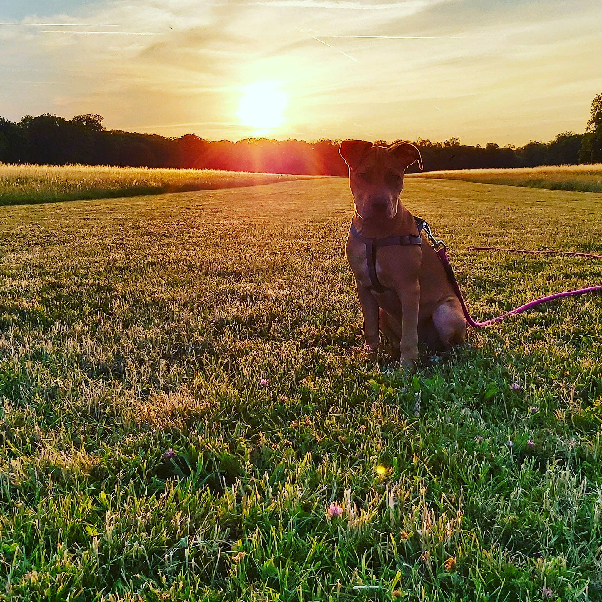 Kyra a rejoint le concours — aidez-le/la à gagner de superbes lots ! agriculture, carnivore, cloud, dog, ecoregion, fawn, gesture, grass, grassland, happy, hat, light, natural_landscape, nature, people_in_nature, plain, plant, sky, sunlight, sunset