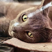 Monday joined the competition — help win amazing prizes! animal, blurred_background, bokeh, cat, close_up, cute, domestic_cat, feline, focus, fur, gray_cat, indoor, lying_down, pet, portrait, relaxed, resting, soft_light, whiskers, yellow_eyes