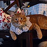cat, orange_cat, lace_collar, bow, pearl_charm, wooden_chair, bag, patterned_bag, cherry_pattern, blue_checkered_bag, furniture, indoor, pet, relaxed, cute, fluffy, animal, domestic_cat, resting, cozy