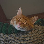 Hermes joined the competition — help win amazing prizes! cat, ginger_cat, sleeping, cozy, basket, knitted_blanket, pet, indoor, relaxed, feline, whiskers, ears, face, fur, home, comfort, resting, animal, close_up, peaceful