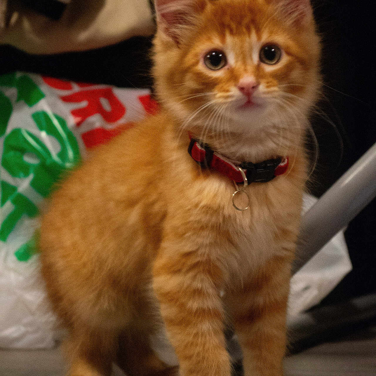 Hermes joined the competition — help win amazing prizes! kitten, cat, orange_tabby, collar, pet, animal, indoor, floor, curious, cute, feline, young, whiskers, ears, fur, standing, domestic_animal, closeup, background, household