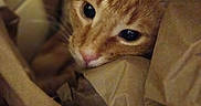 Hermes joined the competition — help win amazing prizes! animal, brown_paper, cat, close_up, cozy, curious, face, feline, fur, indoor, nest, nose, orange_tabby, pet, shadows, snug, soft_lighting, texture, whiskers, wide_eyes