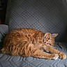 Hermes joined the competition — help win amazing prizes! cat, orange_cat, fluffy, relaxed, lounging, armchair, gray, patterned, indoor, pet, fur, cozy, resting, cute, animal, feline, whiskers, ears, paw, sleepy