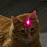 Hermes is registered to the contest to win money with this photo: cat, orange_tabby, laser_dot, floor, indoor, pet, whiskers, ears, fur, animal, curious, closeup, head, eyes, domestic_cat, mystery, playing, light, shadow, resting
