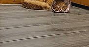 Hermes is registered to the contest to win money with this photo: cat, ginger_cat, cone_collar, sleeping, floor, wooden_floor, cabinet, indoor, pet, animal, feline, resting, domestic_cat, fur, ears, tail, quiet, corner, household, relaxed