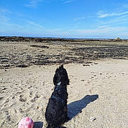 Venus participe au concours pour gagner de l'argent avec cette photo : animal, ball, beach, blue_sky, curly_hair, daytime, dog, harness, nature, outdoor, pet, play, recreation, rocky_shore, sand, seaside, shadow, sky, sunlight, vacation