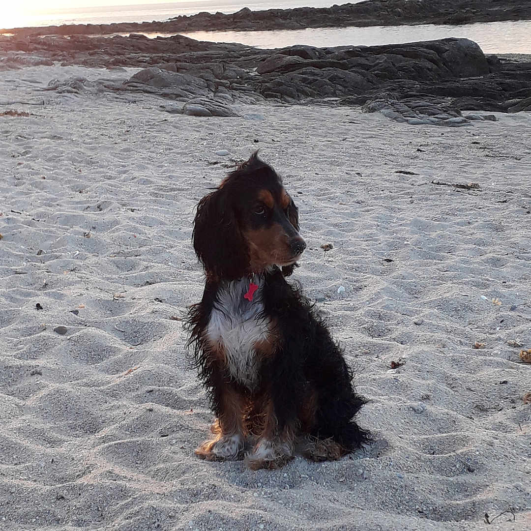 Venus a rejoint le concours — aidez-le/la à gagner de superbes lots ! accessories, animal, beach, canine, coast, cockerspaniel, dog, hound, nature, outdoors, papillon, pet, poodle, puppy, sea, shoreline, slate, soil, terrier, water
