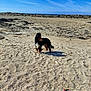 Venus a rejoint le concours — aidez-le/la à gagner de superbes lots ! animal, beach, canine, clouds, coast, daytime, dog, fur, landscape, nature, outdoor, pet, recreation, rocks, sand, shore, sky, sunny, towel, vacation