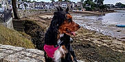 Venus a rejoint le concours — aidez-le/la à gagner de superbes lots ! boats, buildings, camera_lens, cloudy_sky, coast, dog, grass, landscape, leisure, nature, outdoor, person_hand, pet, pink_harness, stairs, stone_wall, tongue_out, town, tree, water