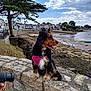 boats, buildings, camera_lens, cloudy_sky, coast, dog, grass, landscape, leisure, nature, outdoor, person_hand, pet, pink_harness, stairs, stone_wall, tongue_out, town, tree, water