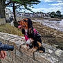 Venus participe au concours pour gagner de l'argent avec cette photo : animal, beach, camera, clouds, dog, houses, leisure, low_tide, mud, nature, outdoor, person, pet, pink_harness, portrait, sky, smiling, stone_wall, trees, village