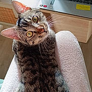 Akyo a rejoint le concours — aidez-le/la à gagner de superbes lots ! cat, close_up, cozy, desk, furniture, green_eyes, indoor, keyboard, lap, laptop, pet, portrait, sticky_note, stripes, sunlight, tabby_cat, towel, water_bottle, whiskers, wooden_drawer