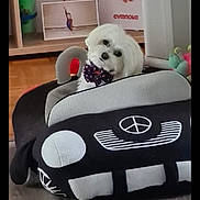 Nino a rejoint le concours — aidez-le/la à gagner de superbes lots ! bow_tie, cute, decor, dog, floor_mat, head_tilt, indoor, living_room, pet_bed, plush_car, portrait, poster, shelf, small_dog, steering_wheel, stuffed_toy, toy_car, trophy, white_dog, wood_floor