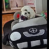 bow_tie, cute, decor, dog, floor_mat, head_tilt, indoor, living_room, pet_bed, plush_car, portrait, poster, shelf, small_dog, steering_wheel, stuffed_toy, toy_car, trophy, white_dog, wood_floor