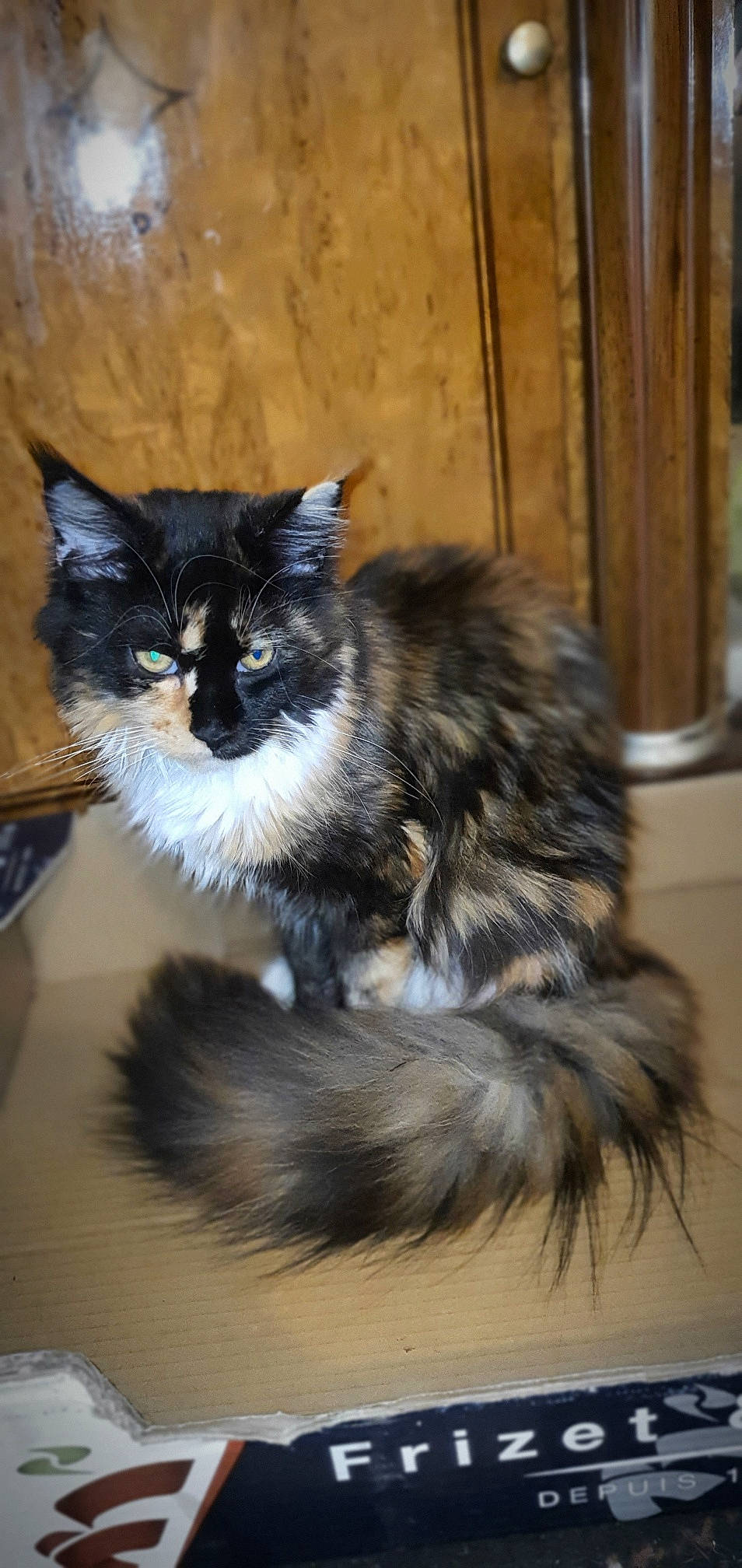 Ursulina a rejoint le concours — aidez-le/la à gagner de superbes lots ! carnivore, cat, claw, domestic_short_haired_cat, door, felidae, fur, paw, small_to_medium_sized_cats, snout, tail, terrestrial_animal, whiskers, wood