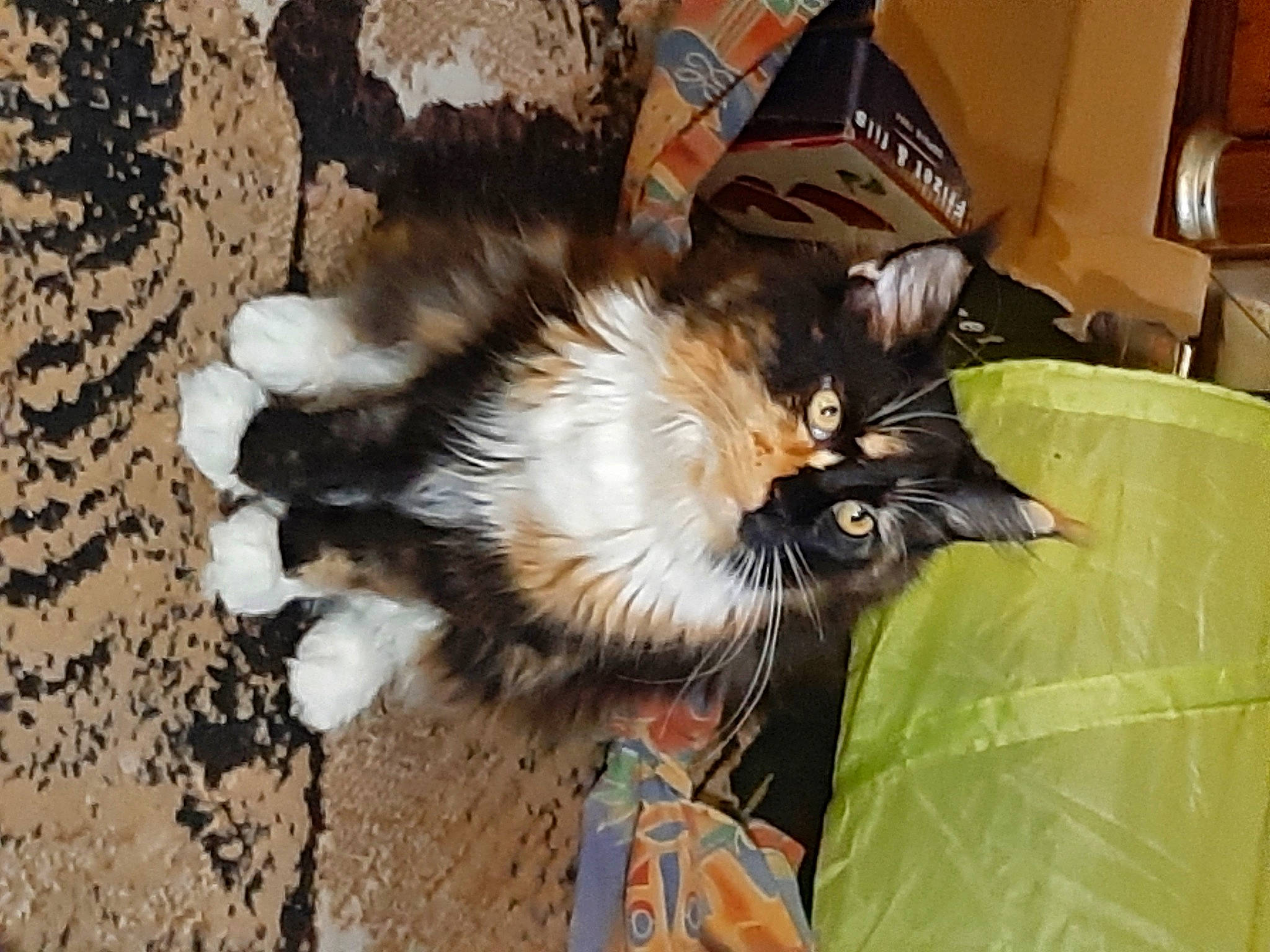 Ursulina a rejoint le concours — aidez-le/la à gagner de superbes lots ! box, canidae, carnivore, carton, cat, dog_breed, fawn, felidae, fur, natural_material, packaging_and_labeling, paw, shipping_box, small_to_medium_sized_cats, tail, terrestrial_animal, whiskers, wood