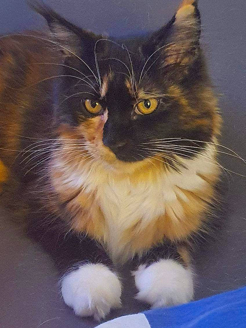 Ursulina participe au concours pour gagner de l'argent avec cette photo : british_longhair, carnivore, cat, claw, domestic_short_haired_cat, electric_blue, felidae, fur, iris, paw, small_to_medium_sized_cats, snout, tail, terrestrial_animal, whiskers, window