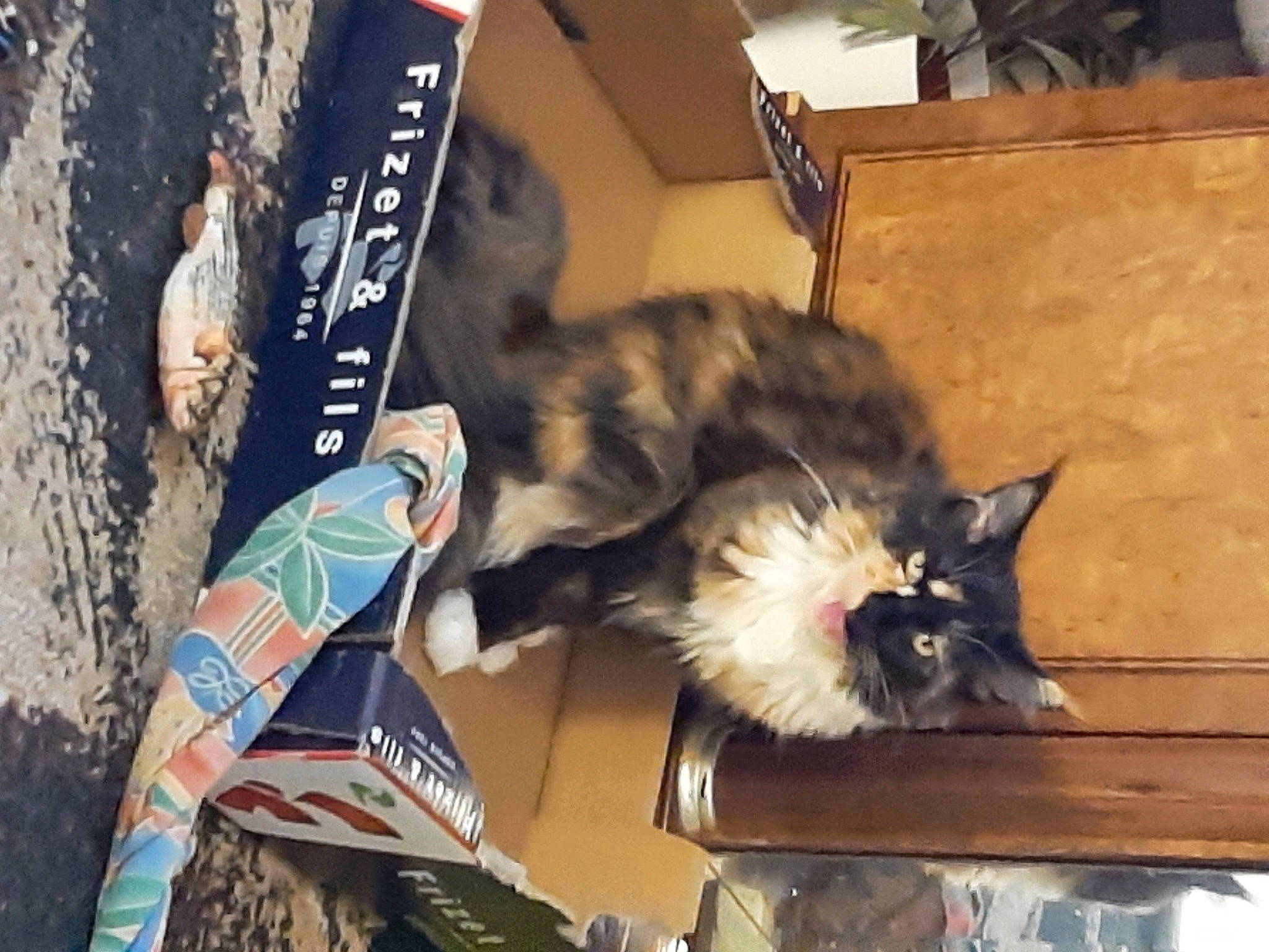 Ursulina participe au concours pour gagner de l'argent avec cette photo : box, cardboard, carnivore, carton, cat, domestic_short_haired_cat, felidae, fur, hardwood, packaging_and_labeling, paw, publication, shipping_box, small_to_medium_sized_cats, tail, whiskers, wood