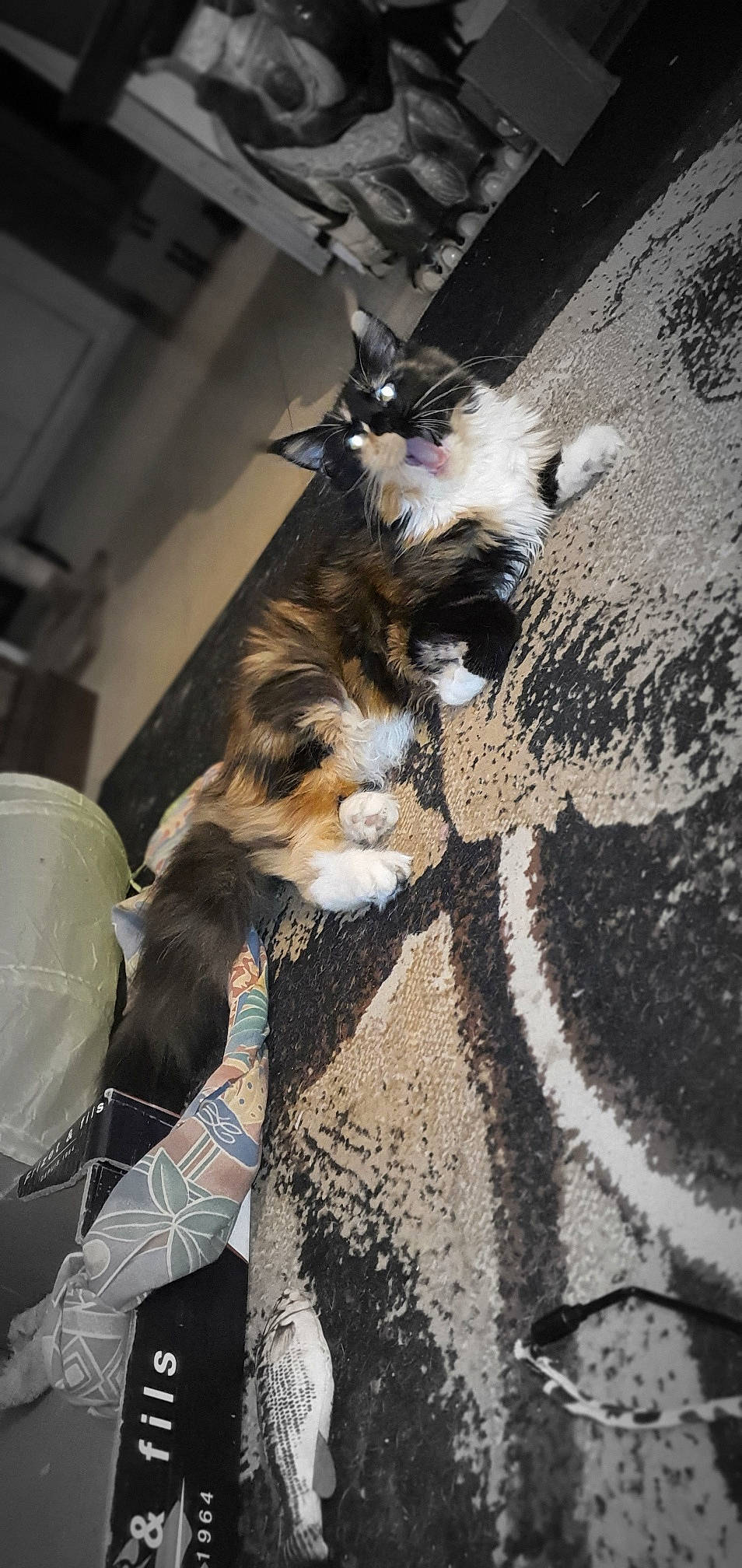 Ursulina a rejoint le concours — aidez-le/la à gagner de superbes lots ! canidae, carnivore, cat, claw, companion_dog, dog_breed, domestic_short_haired_cat, fawn, felidae, fur, human_leg, mammal, paw, small_to_medium_sized_cats, snout, sporting_group, tail, vertebrate, whiskers, wood