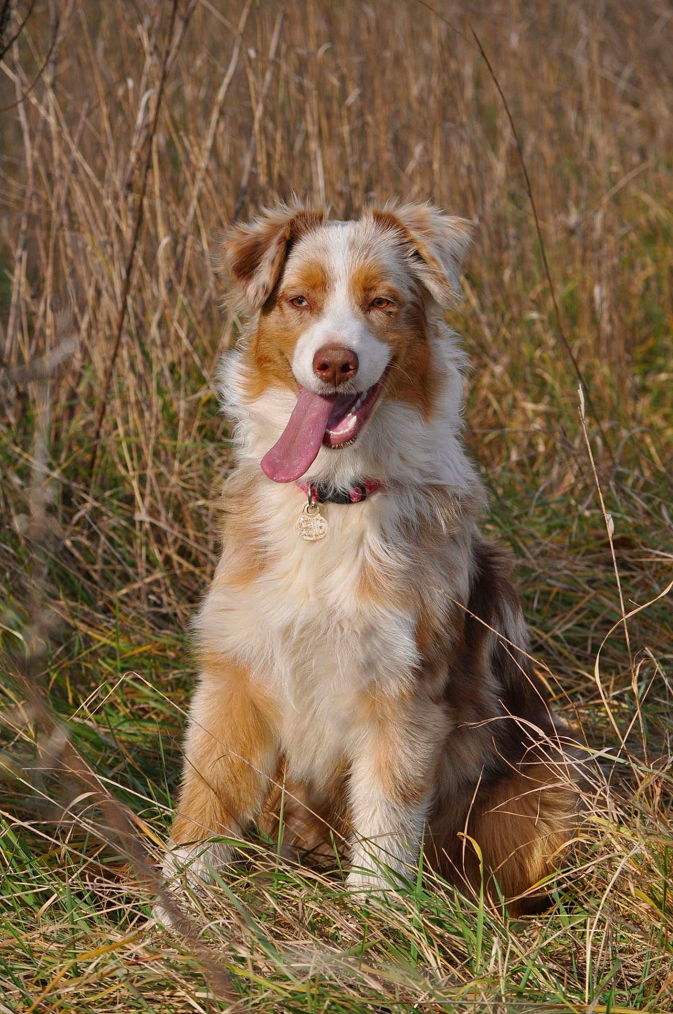 Pakeha participe au concours pour gagner de l'argent avec cette photo : aidi, australian_collie, australian_shepherd, basque_shepherd_dog, border_collie, canidae, carnivore, companion_dog, dog, dog_breed, english_shepherd, grass, mammal, miniature_australian_shepherd, plant, sporting_group, vertebrate, welsh_sheepdog, working_dog