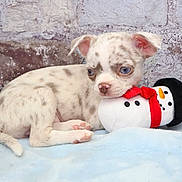 Rumi is registered to the contest to win money with this photo: puppy, dog, spotted, blue_eyes, plush_toy, snowman, blanket, cute, pet, animal, indoor, resting, small, fur, ears, snout, pink_paws, toy, cozy, background