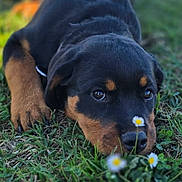 Ashka a rejoint le concours — aidez-le/la à gagner de superbes lots ! puppy, rottweiler, dog, grass, flowers, outdoor, nature, cute, animal, pet, lying_down, black, brown, young, closeup, snout, ears, eyes, playful, summer
