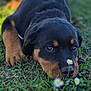 puppy, rottweiler, dog, grass, flowers, outdoor, nature, cute, animal, pet, lying_down, black, brown, young, closeup, snout, ears, eyes, playful, summer