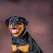 Ashka participe au concours pour gagner de l'argent avec cette photo : animal, backdrop, black_and_tan, canine, collar, companion, dog, ears, fur, happy, indoor, paws, pet, photography, portrait, rottweiler, sitting, smile, studio, tongue_out