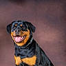 animal, backdrop, black_and_tan, canine, collar, companion, dog, ears, fur, happy, indoor, paws, pet, photography, portrait, rottweiler, sitting, smile, studio, tongue_out