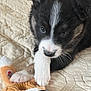 puppy, dog, pet, cute, black_and_white, fur, toy, plush_toy, paw, bed, blanket, quilt, indoor, animal, young, lying_down, playful, close_up, adorable, soft