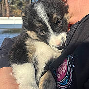 Daisy Mae joined the competition — help win amazing prizes! puppy, dog, person, face, fur, outdoor, sunlight, holding, black_fur, white_fur, close_up, hoodie, patch, trees, fence, nose, ears, eyes, cuddling, portrait