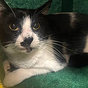 Delilah is registered to the contest to win money with this photo: bedding, black_and_white, cat, close_up, cozy, curious, ear, eyes, feline, fur, green_blanket, indoor, paw, pet, portrait, resting, sitting, tuxedo_cat, whiskers, yellow_fabric