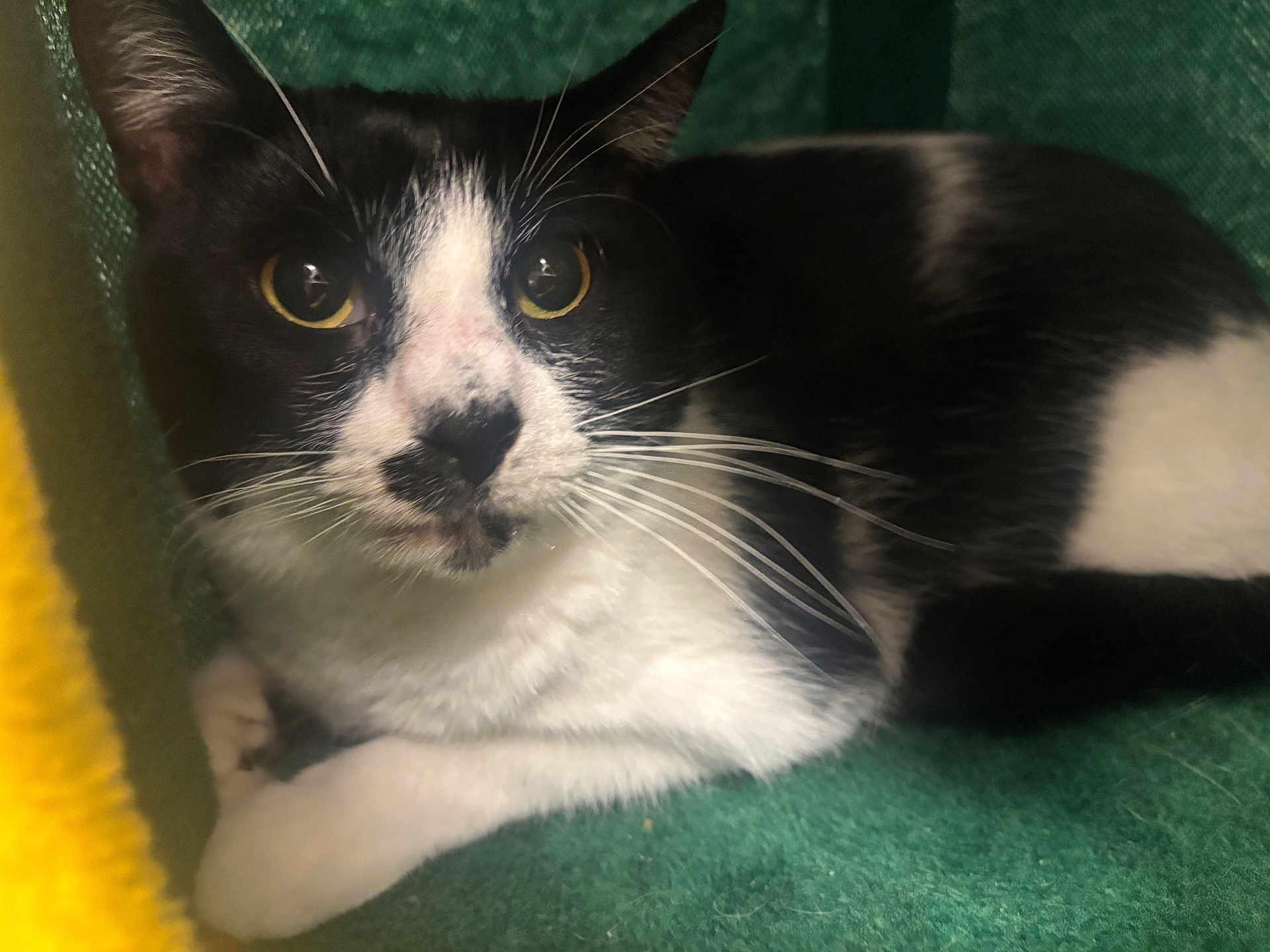 Delilah is registered to the contest to win money with this photo: bedding, black_and_white, cat, close_up, cozy, curious, ear, eyes, feline, fur, green_blanket, indoor, paw, pet, portrait, resting, sitting, tuxedo_cat, whiskers, yellow_fabric