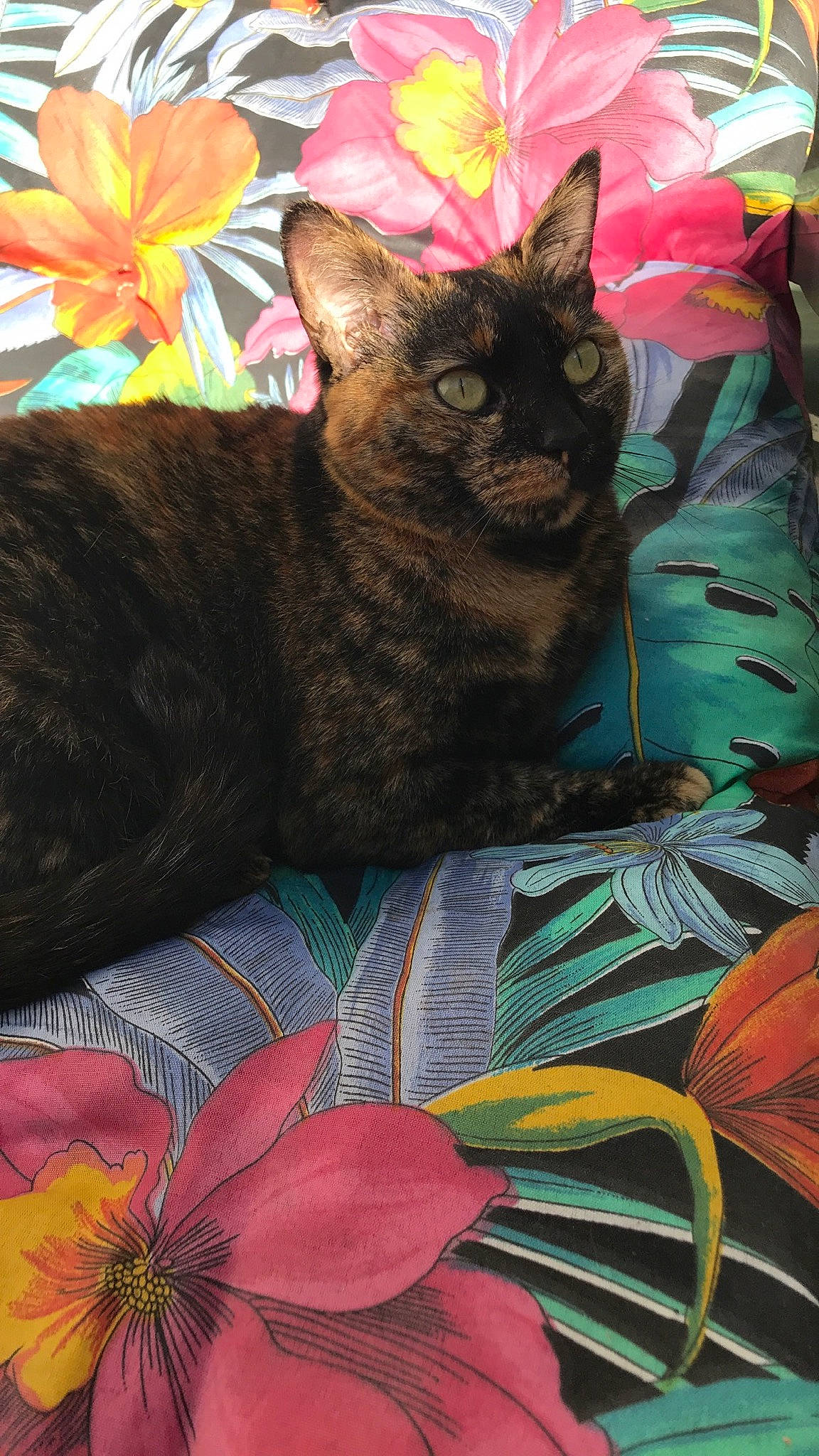 Gaufrette a rejoint le concours — aidez-le/la à gagner de superbes lots ! art, basket, black_cat, carnivore, cat, claw, domestic_short_haired_cat, felidae, flower, fur, grass, linens, organism, pattern, petal, plant, small_to_medium_sized_cats, tail, terrestrial_animal, whiskers