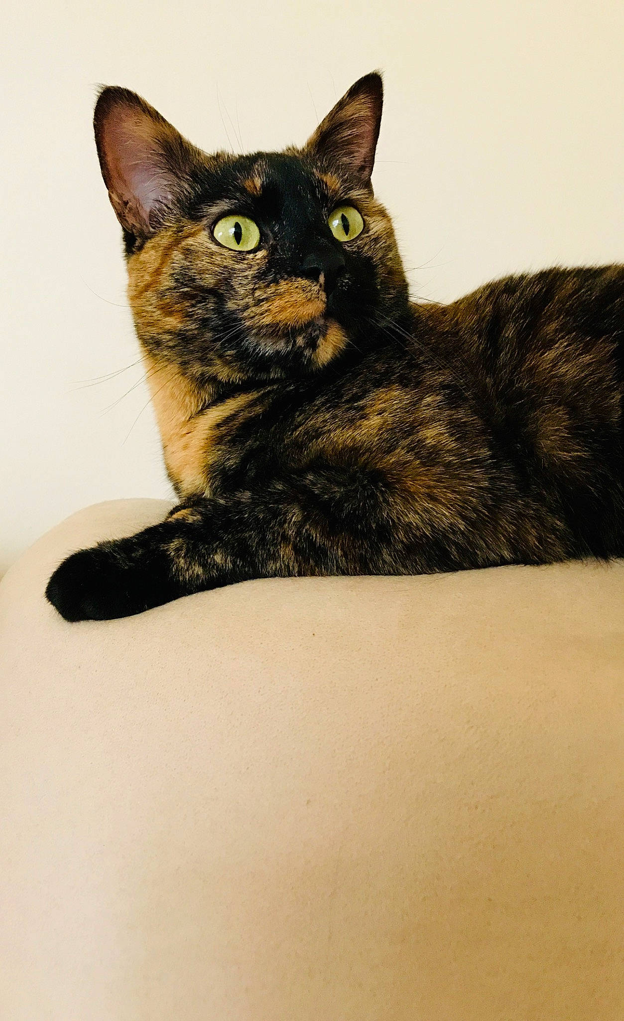 Gaufrette participe au concours pour gagner de l'argent avec cette photo : black_cat, bombay, carnivore, cat, claw, domestic_short_haired_cat, ear, felidae, fur, paw, small_to_medium_sized_cats, snout, terrestrial_animal, whiskers, wildlife