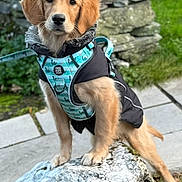Sam joined the competition — help win amazing prizes! dog, golden_retriever, puppy, rock, harness, leash, outdoor, stone_wall, grass, sidewalk, curious, pet, animal, nature, young_dog, fur, ears, paws, standing, daylight
