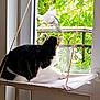 Mimi participe au concours pour gagner de l'argent avec cette photo : cat, window, pigeon, bird, balcony, greenery, rope, perch, indoor, animal, pet, curious, resting, nature, daylight, feline, white, black, pattern, relaxing