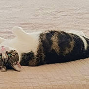 Mimi a rejoint le concours — aidez-le/la à gagner de superbes lots ! cat, pet, indoor, bed, quilt, feline, green_eyes, lying_down, relaxed, toy, slippers, cozy, fur, pink_nose, striped, white_paws, domestic_animal, cute, resting, bedroom