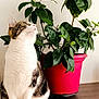 Mimi a rejoint le concours — aidez-le/la à gagner de superbes lots ! cat, plant, potted_plant, wooden_surface, pink_pot, green_leaves, curious_cat, indoor, pet, toy, decor, white_wall, feline, striped_cat, sitting, looking_up, illustration, bee, playful, houseplant
