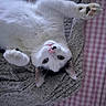 cat, white_cat, black_spots, pet, animal, feline, whiskers, paws, lying_down, knitted_blanket, textile, fabric, pink_checkered, cozy, cute, playful, indoor, close_up, resting, curious